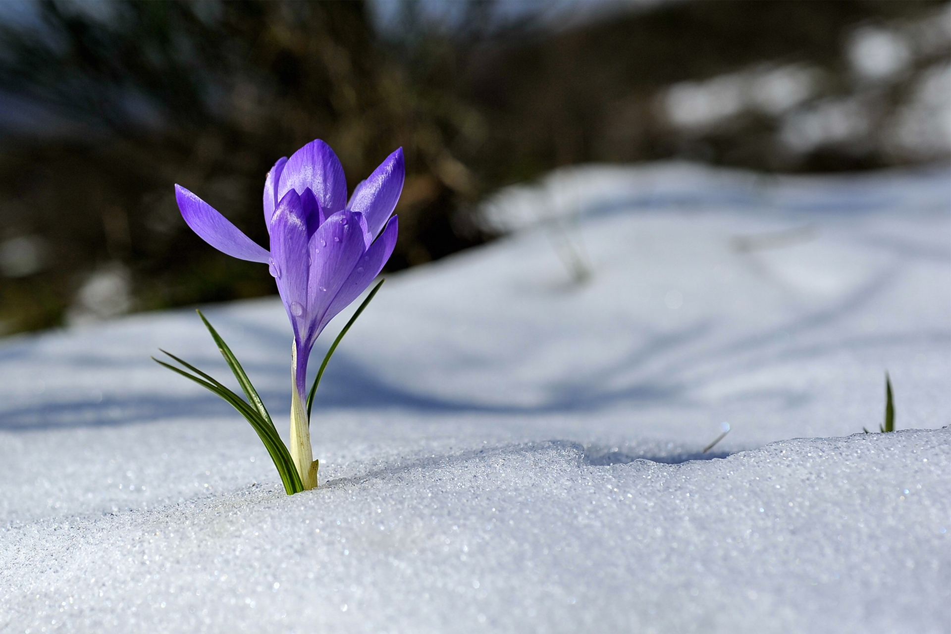 N.3)SECONDA CLASS
IMAGO CLUB BRUNERO LUCARINI

Il fiore ha bucato la coltre nevosa, ormai ridotta dal sole a un leggero strato. Liperbole del fiore con lingigantimento di ogni dettaglio ci fa sentire forte questo segno decisivo del mutamento stagionale 