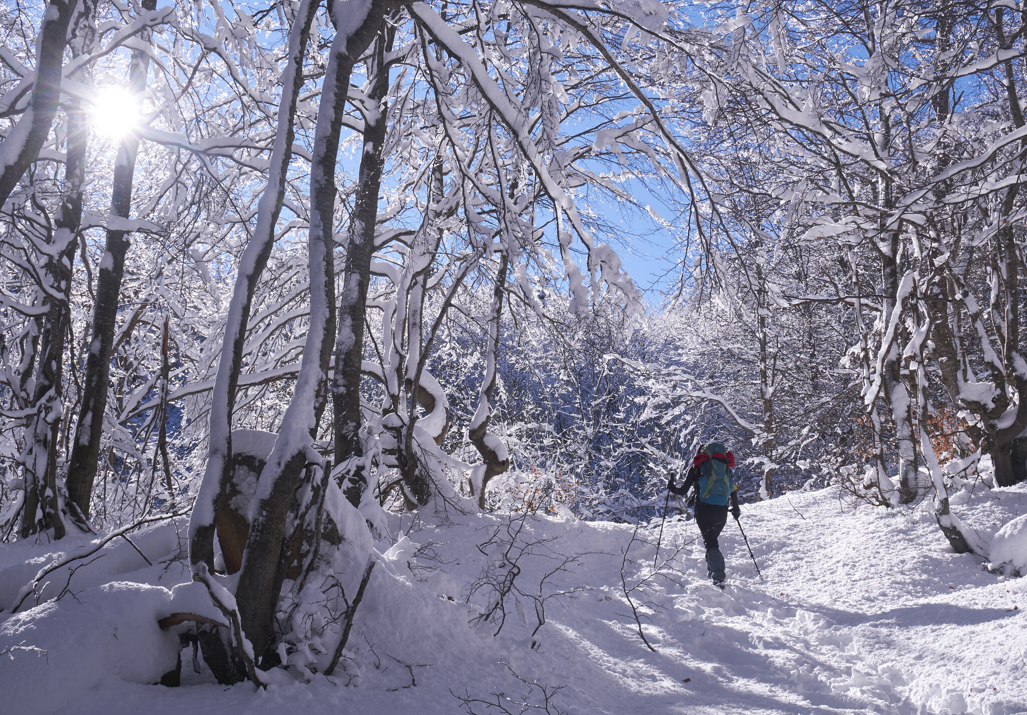 N.21)SETTIMA CLASS-
IL BACCHINO LORENZO ROMOLI

 la magia ambientale del dopo la tempesta che si manifesta col sole limpido inondante la foresta innevata. La rappresentazione, fissata col medio tele, accompagna la full Immersion dellescursionista che, p